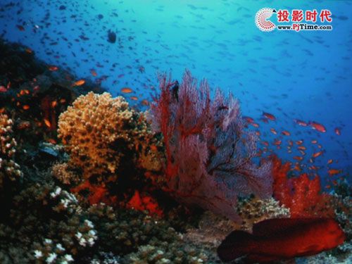 明基GP1娛樂投影機評測