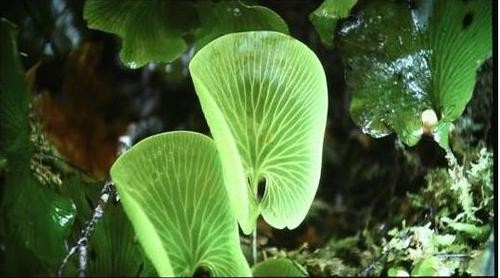 家用720P 雙3D投影機——Acer H5360評測